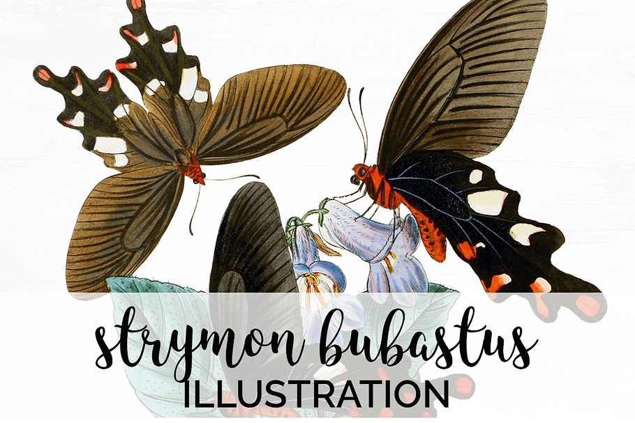 Butterfly Strymon Bubastus Vintage in Illustrations - product preview 8