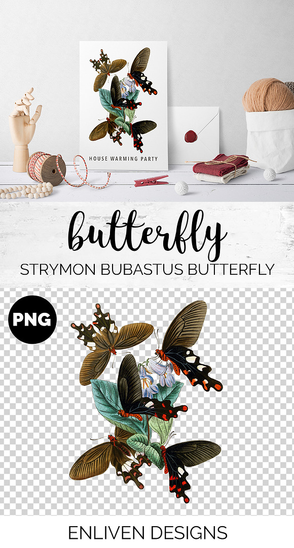 Butterfly Strymon Bubastus Vintage in Illustrations - product preview 1