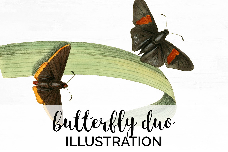 Butterfly Duo Vintage Watercolor in Illustrations - product preview 8