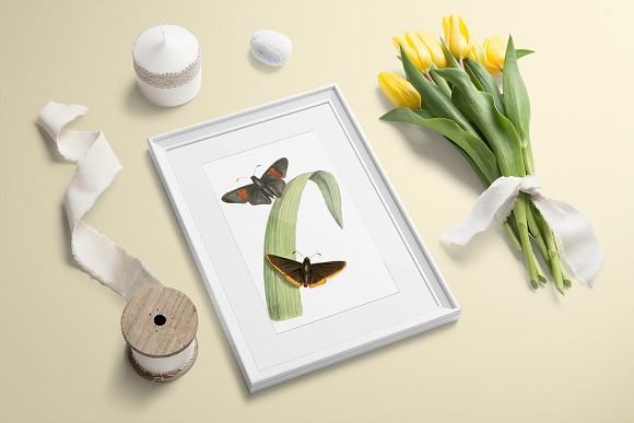 Butterfly Duo Vintage Watercolor in Illustrations - product preview 5