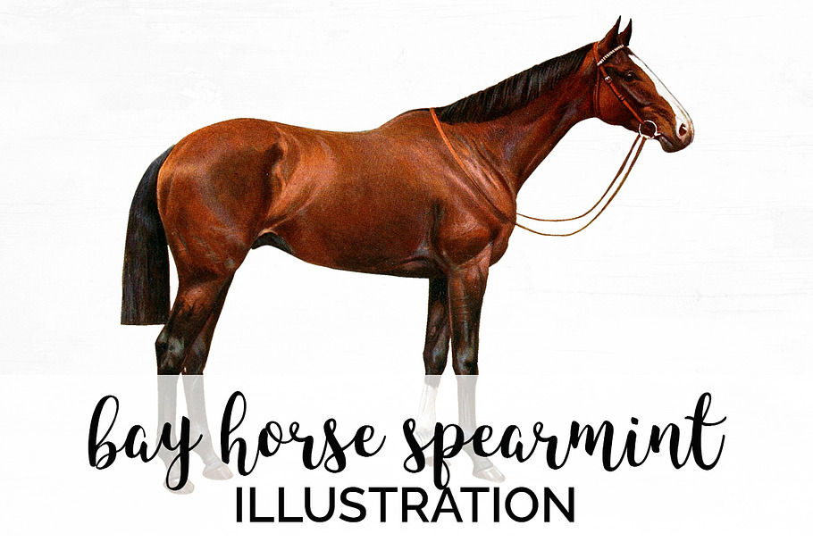 Horse Bay Vintage Watercolor in Illustrations - product preview 8