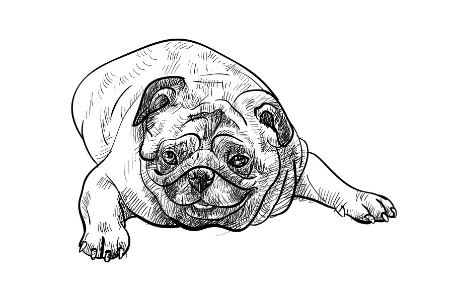 Lying pug dog in Illustrations - product preview 8