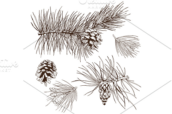 Pine Branch Sketch in Illustrations - product preview 4