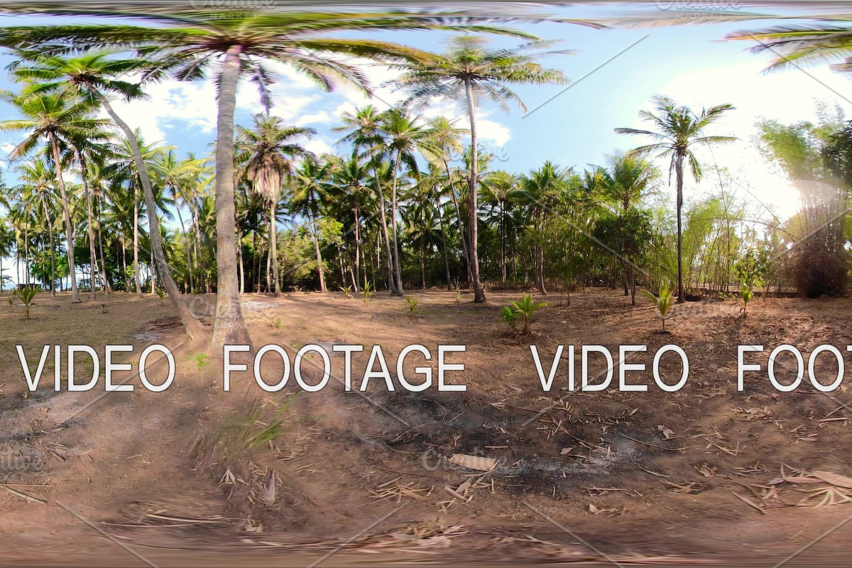 palm grove in asia vr360 in Graphics - product preview 8