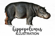 Hippo Vintage Hippopotamus