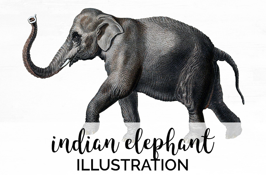 Elephant Vintage Indian Elephant