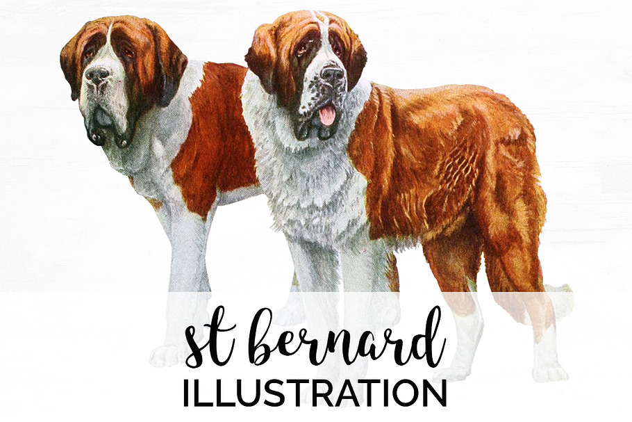 Saint Bernard Vintage Dog Watercolor in Illustrations - product preview 8