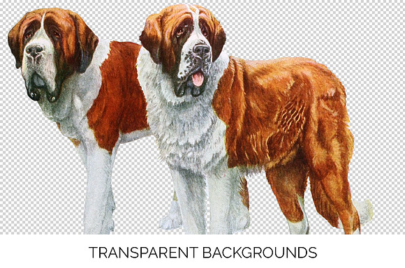 Saint Bernard Vintage Dog Watercolor in Illustrations - product preview 2