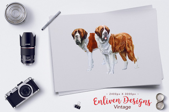 Saint Bernard Vintage Dog Watercolor in Illustrations - product preview 3