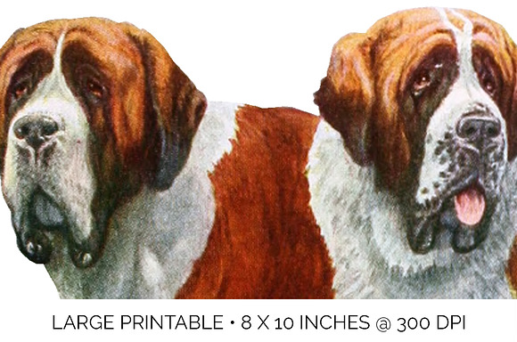 Saint Bernard Vintage Dog Watercolor in Illustrations - product preview 4