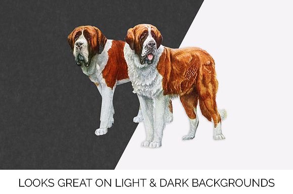 Saint Bernard Vintage Dog Watercolor in Illustrations - product preview 6