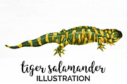 Salamander Vintage Amphibian