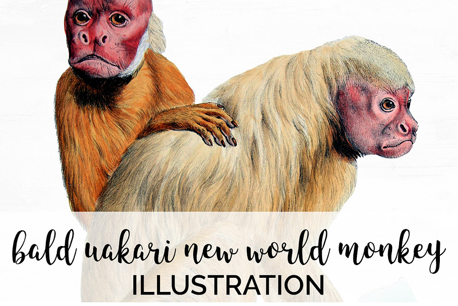 Monkey Uakari Monkey in Illustrations - product preview 8