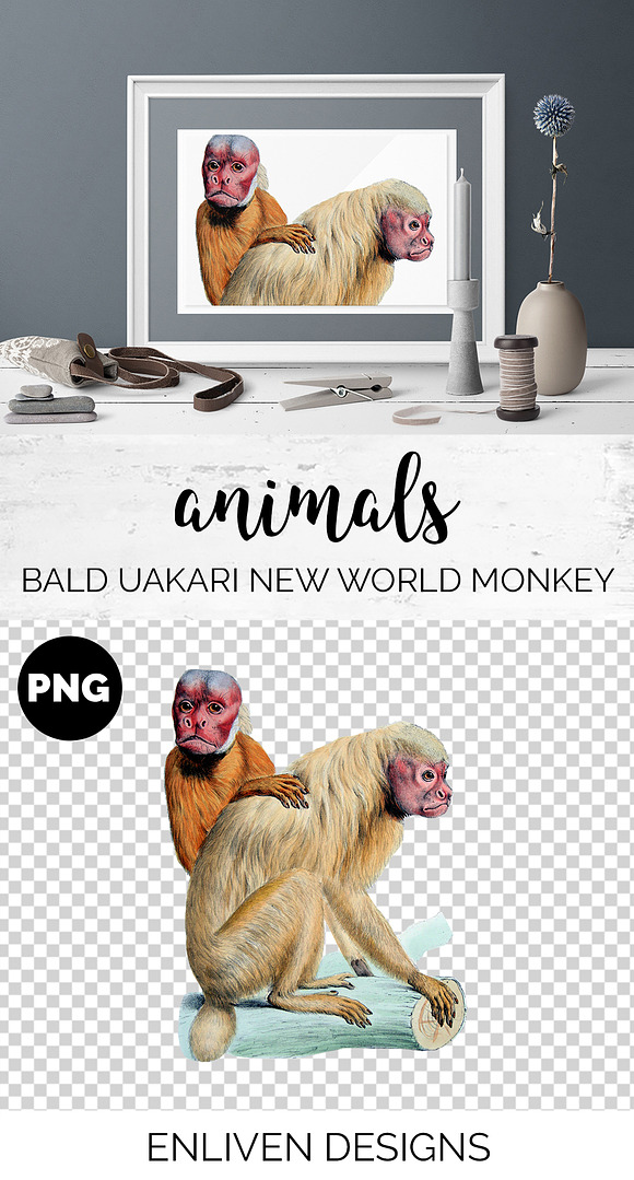 Monkey Uakari Monkey in Illustrations - product preview 1