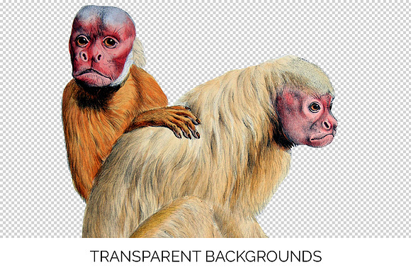 Monkey Uakari Monkey in Illustrations - product preview 2
