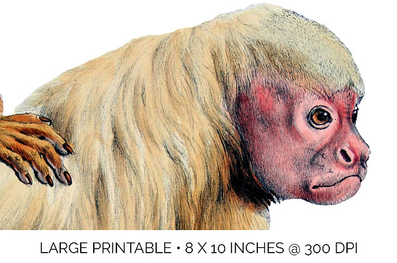 Monkey Uakari Monkey in Illustrations - product preview 4