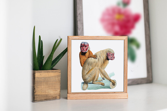 Monkey Uakari Monkey in Illustrations - product preview 5