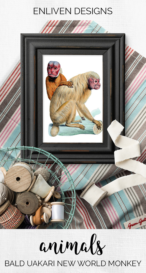 Monkey Uakari Monkey in Illustrations - product preview 7