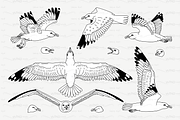 vector outline seagulls sea gull