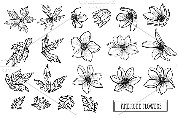 Anemone Flowers Set