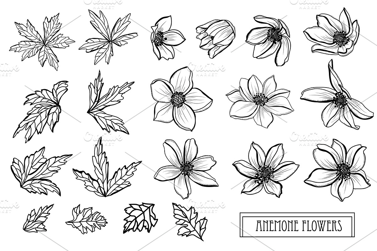 Anemone Flowers Set in Illustrations - product preview 8