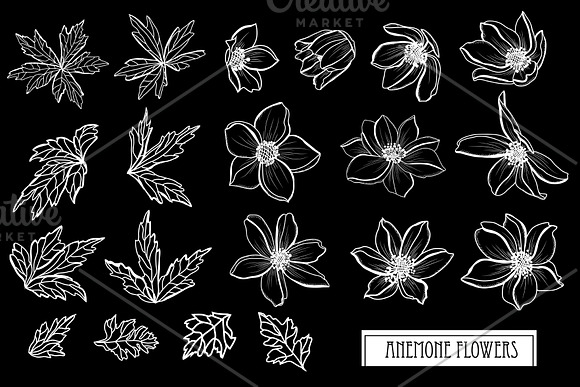 Anemone Flowers Set in Illustrations - product preview 1