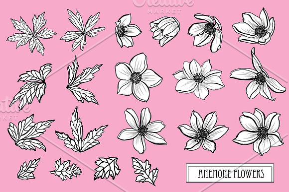 Anemone Flowers Set in Illustrations - product preview 2