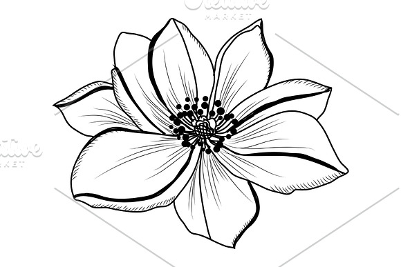 Anemone Flowers Set in Illustrations - product preview 3