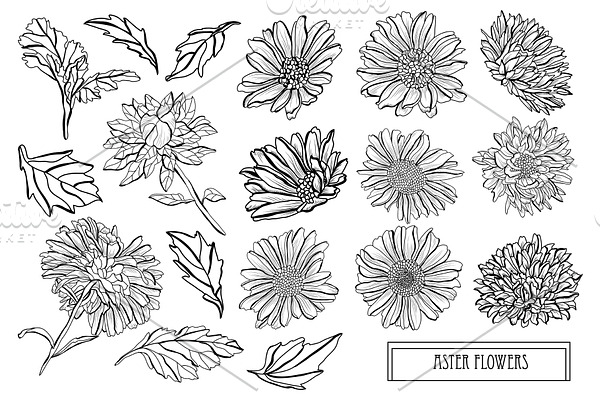 Aster Flowers Set