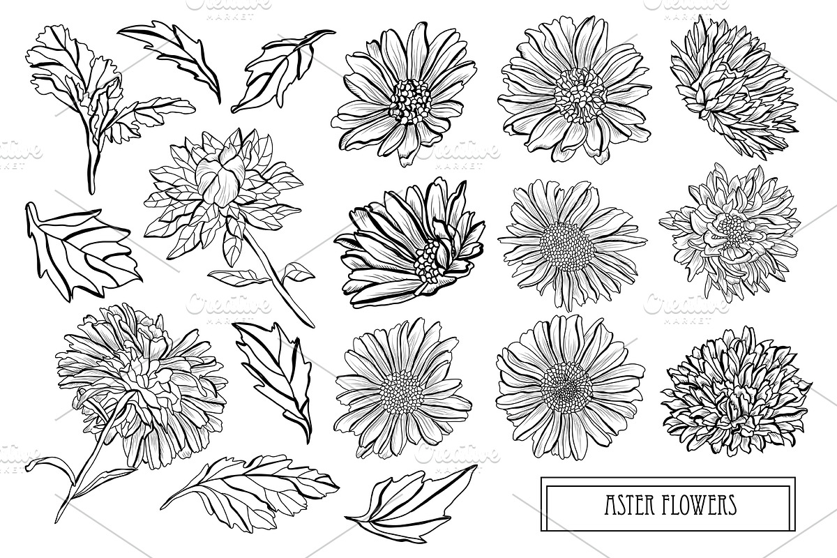 Aster Flowers Set in Illustrations - product preview 8