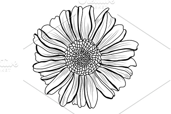 Aster Flowers Set in Illustrations - product preview 1