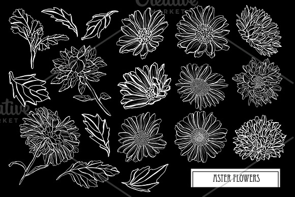 Aster Flowers Set in Illustrations - product preview 2