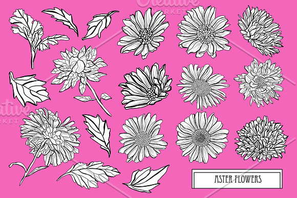 Aster Flowers Set in Illustrations - product preview 3