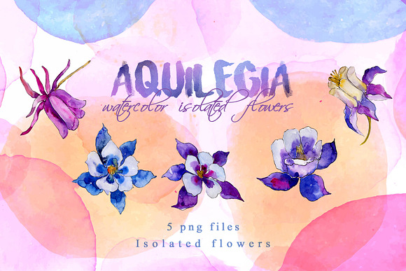 Aquilegia Watercolor png  in Illustrations - product preview 1