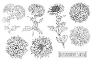 Chrysanthemum Flowers Set