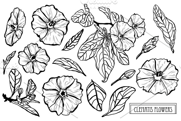 Clematis Flowers Set