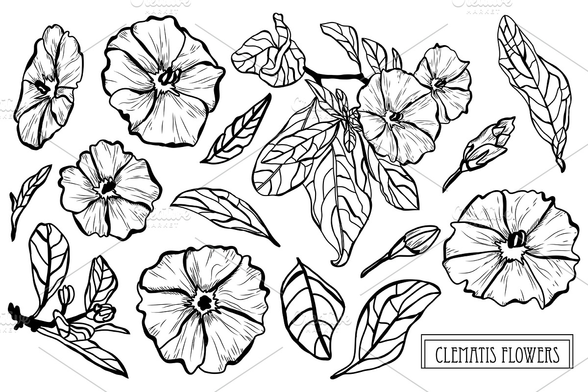 Clematis Flowers Set in Illustrations - product preview 8