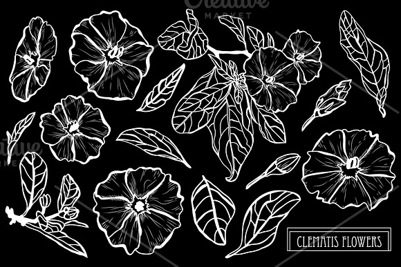 Clematis Flowers Set in Illustrations - product preview 1