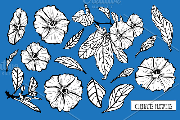 Clematis Flowers Set in Illustrations - product preview 2
