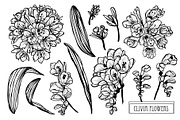 Clivia Flowers Set
