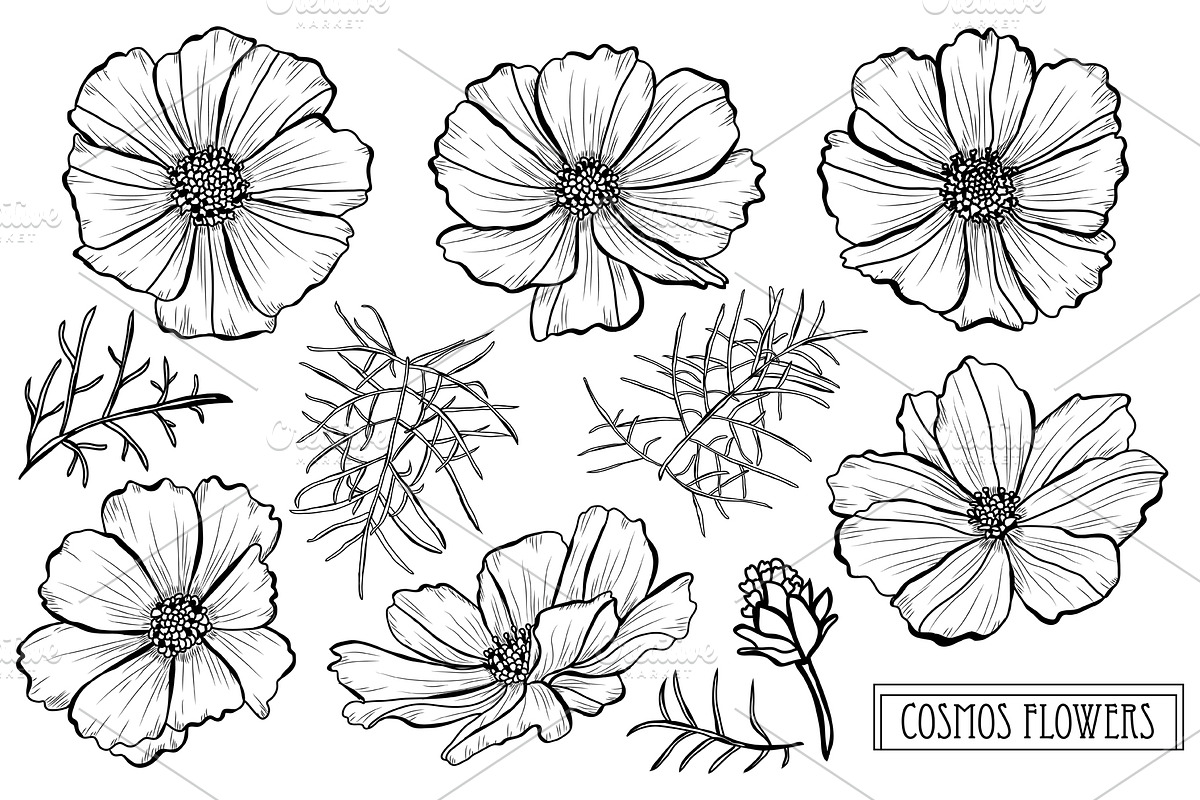Cosmos Flowers Set in Illustrations - product preview 8
