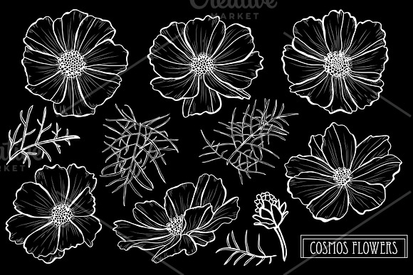 Cosmos Flowers Set in Illustrations - product preview 1
