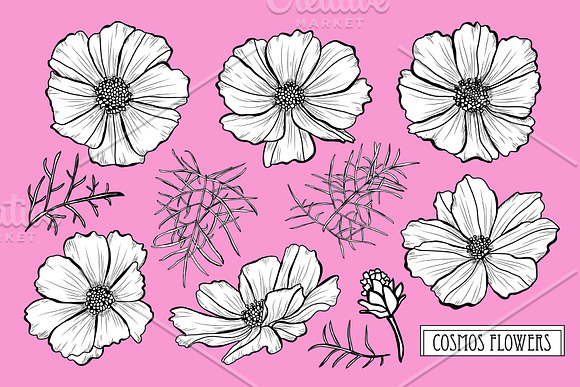 Cosmos Flowers Set in Illustrations - product preview 2