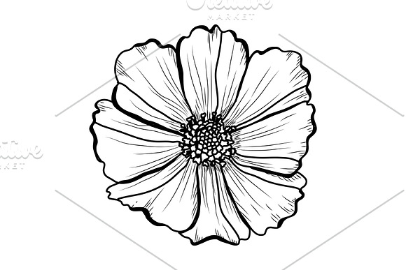 Cosmos Flowers Set in Illustrations - product preview 3