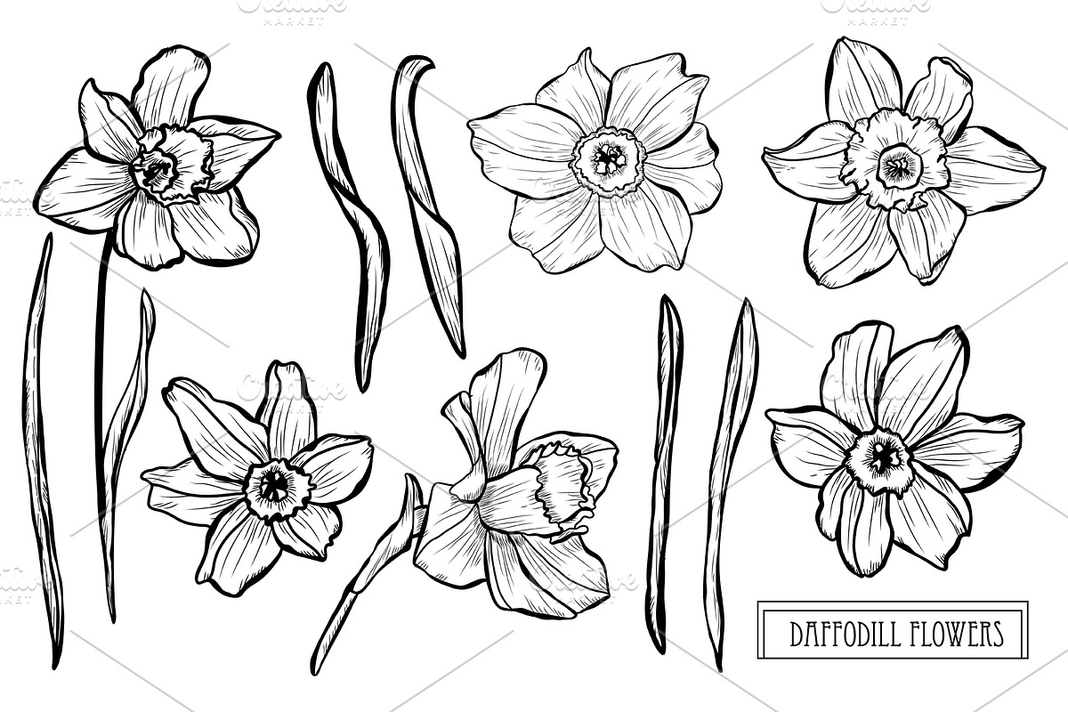 Daffodil Flowers Set in Illustrations - product preview 8