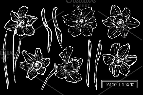 Daffodil Flowers Set in Illustrations - product preview 1