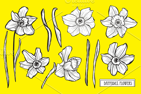 Daffodil Flowers Set in Illustrations - product preview 2