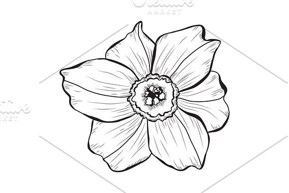 Daffodil Flowers Set in Illustrations - product preview 3
