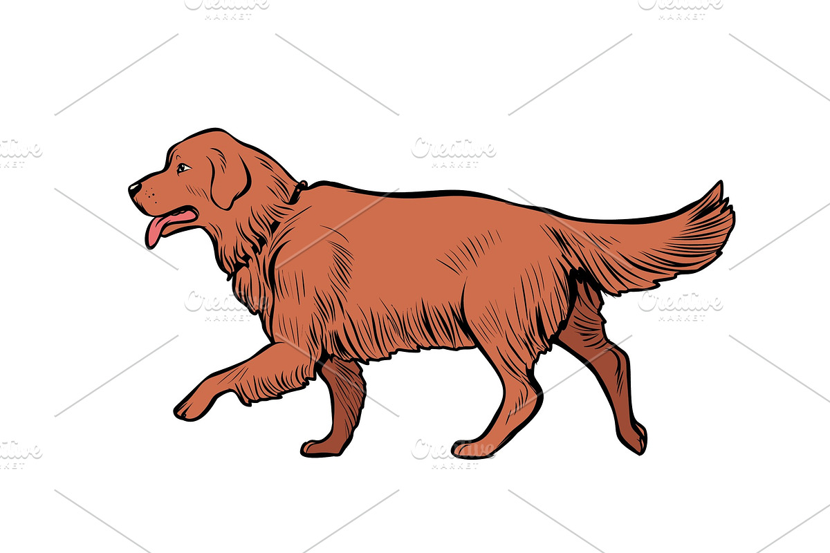 Golden Retriever dog in Illustrations - product preview 8