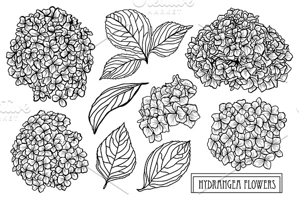 Hydrangea Flowers Set